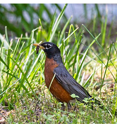 American robin