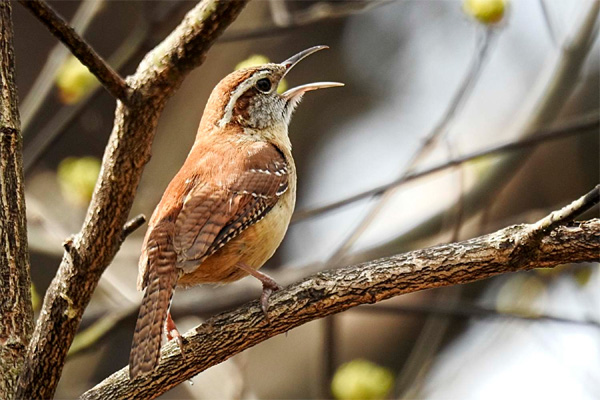 Carolina wren